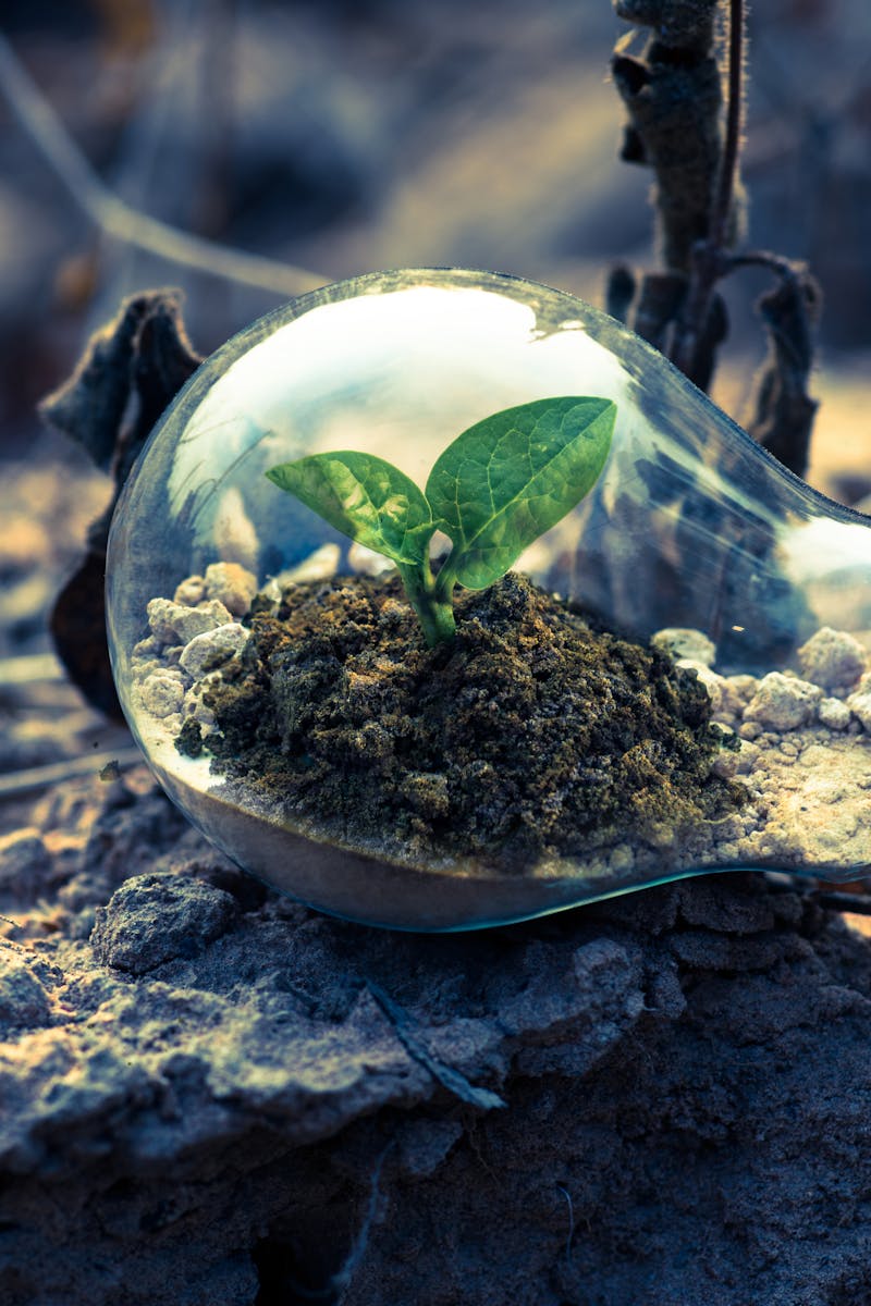 A small plant sprouts in soil inside a light bulb, symbolizing eco-friendly and sustainable growth.