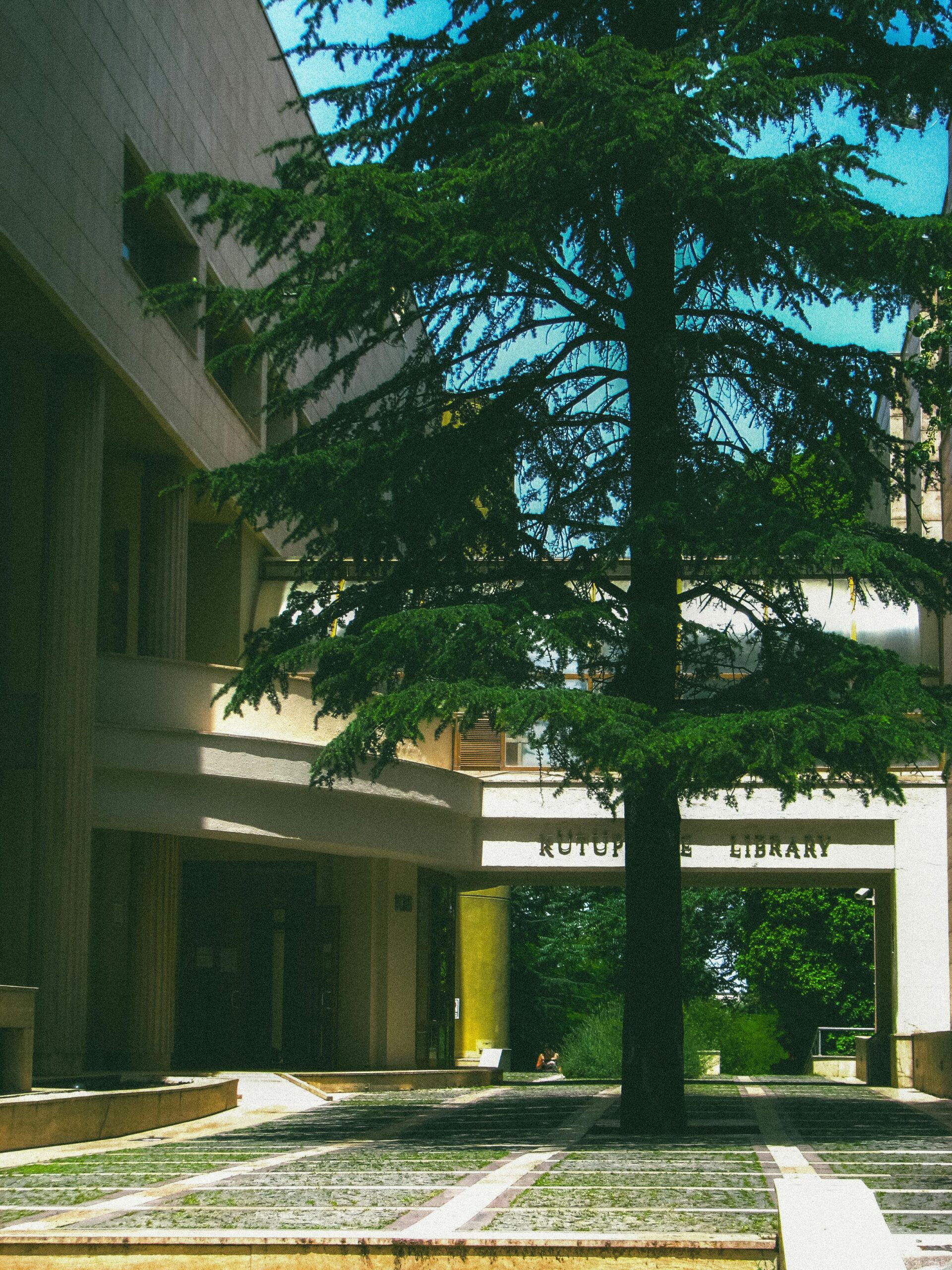 Elegant library entrance framed by sunlight and a towering conifer tree.